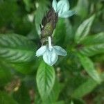 Ecbolium ligustrinum Flower