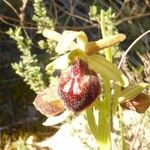 Ophrys arachnitiformis മറ്റ്