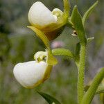 Cypripedium californicum Flor