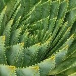 Aloe polyphylla Blad