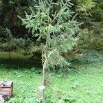 Picea brachytyla Otro