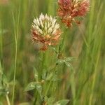 Trifolium vesiculosum Habit