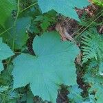 Rubus parviflorus Leaf