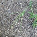 Digitaria sanguinalis Flower