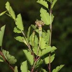 Porophyllum punctatum Leaf