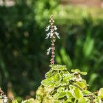 Coleus paniculatus Foglia