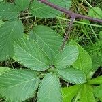 Rubus elegantispinosus Folio