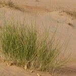 Leptadenia pyrotechnica Hoja