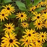 Rudbeckia fulgida Virág