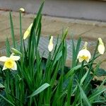 Narcissus bicolor Habit