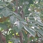 Sophora tomentosa Leaf