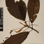 Saurauia napaulensis Other