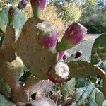 Opuntia humifusaLeaf