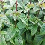 Mentha × piperita Hoja