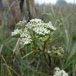 Seseli annuum Blüte