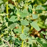 Atriplex suberecta Flor