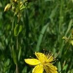 Hypericum richeri Blüte