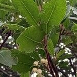 Arbutus unedo Ліст