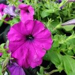 Petunia × atkinsiana Õis