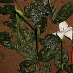 Rothmannia longiflora Celota