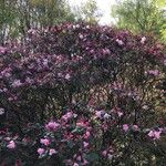 Rhododendron orbiculare List