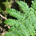 Dryopteris carthusiana Hoja