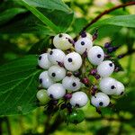 Cornus rugosa Ovoce