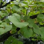Cercis occidentalis Hostoa