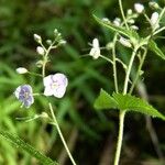 Veronica urticifolia その他の提案