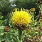 Centaurea macrocephala Õis