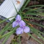 Tradescantia occidentalis ফুল