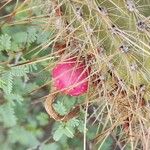 Cleistocactus baumannii Fruit