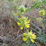 Astragalus alopecuroides Blomma