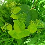 Smyrnium perfoliatum Kwiat
