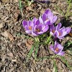 Crocus vernusফুল