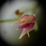 Platystele catiensis Flower