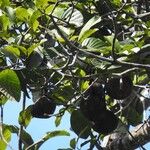 Macoubea guianensis Плод