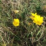 Crocus chrysanthusFlower