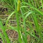 Carex lacustris Fuelha