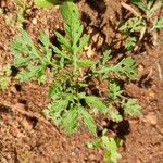 Parthenium hysterophorus Leaf