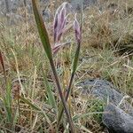 Bromus lanatus 整株植物