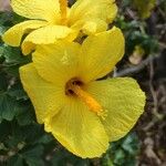 Hibiscus brackenridgei Blodyn