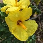 Hibiscus brackenridgei