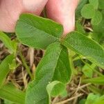 Desmodium incanum Leaf