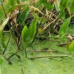 Pontederia cordata Leaf