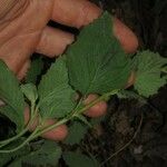 Momordica cissoides Leaf