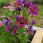 Salpiglossis sinuata Çiçek