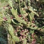 Opuntia dillenii Fruit