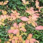 Rhododendron SchlippenbachiiBlad