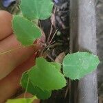 Berberis congestiflora Leaf